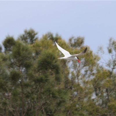 Hydroprogne caspia (Caspian Tern) at Kanahooka, NSW - 4 Sep 2020 by bereccad