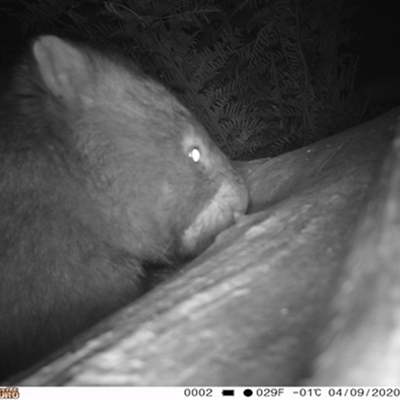 Vombatus ursinus (Common wombat, Bare-nosed Wombat) at East Kangaloon, NSW - 4 Sep 2020 by bereccad