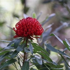 Telopea speciosissima (NSW Waratah) at Tongarra, NSW - 27 Sep 2020 by bereccad
