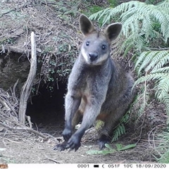 Wallabia bicolor (Swamp Wallaby) at East Kangaloon, NSW - 18 Sep 2020 by bereccad