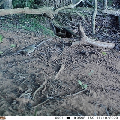 Sericornis frontalis (White-browed Scrubwren) at East Kangaloon, NSW - 11 Oct 2020 by bereccad