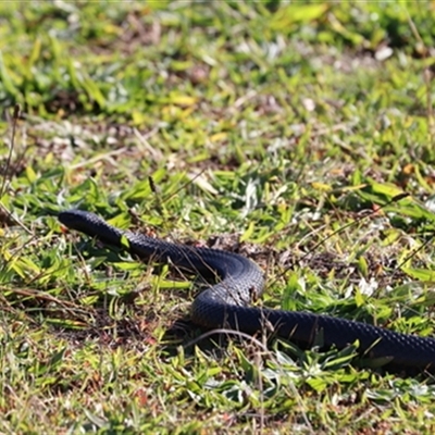 Pseudechis porphyriacus at East Kangaloon, NSW - 30 May 2020 by bereccad