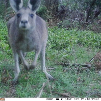 Macropus giganteus (Eastern Grey Kangaroo) at East Kangaloon, NSW - 21 Oct 2020 by bereccad