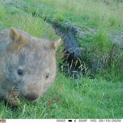Vombatus ursinus (Common wombat, Bare-nosed Wombat) at East Kangaloon, NSW - 20 Oct 2020 by bereccad