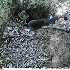 Menura novaehollandiae (Superb Lyrebird) at East Kangaloon, NSW - 23 Oct 2020 by bereccad