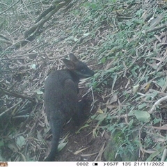 Wallabia bicolor (Swamp Wallaby) at Jamberoo, NSW - 21 Nov 2022 by bereccad