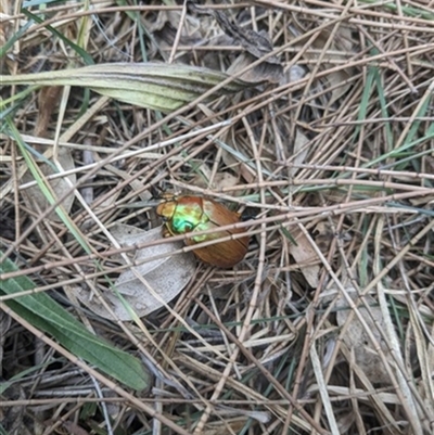 Anoplognathus sp. (genus) at Koonawarra, NSW - 12 Jan 2023 by bereccad