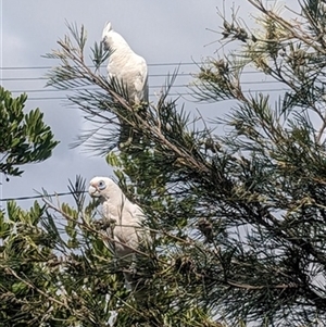 Cacatua sanguinea (Little Corella) at Kanahooka, NSW - 15 Nov 2023 by bereccad
