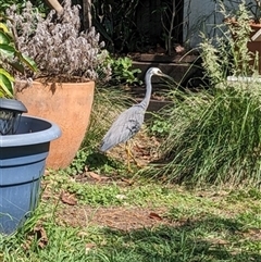 Egretta novaehollandiae (White-faced Heron) at Kanahooka, NSW - 8 Nov 2023 by bereccad