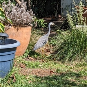 Egretta novaehollandiae (White-faced Heron) at Kanahooka, NSW - 8 Nov 2023 by bereccad