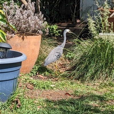 Egretta novaehollandiae (White-faced Heron) at Kanahooka, NSW - 8 Nov 2023 by bereccad