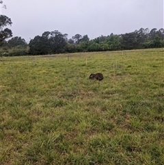 Vombatus ursinus (Common wombat, Bare-nosed Wombat) at Cleveland, NSW - 4 Nov 2023 by bereccad