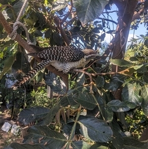 Eudynamys orientalis (Pacific Koel) at Kanahooka, NSW - 20 Oct 2023 by bereccad