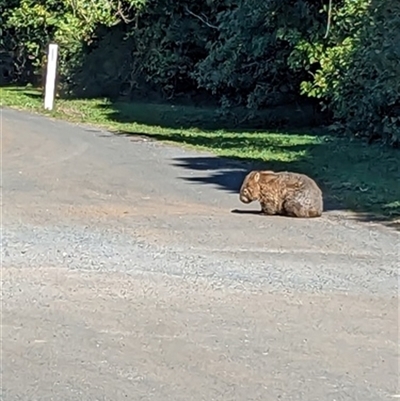 Vombatus ursinus (Common wombat, Bare-nosed Wombat) at Knights Hill, NSW - 20 Aug 2023 by bereccad