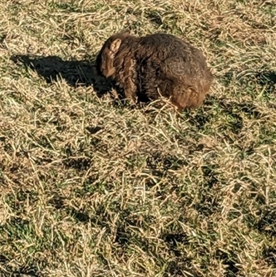 Vombatus ursinus (Common wombat, Bare-nosed Wombat) at Robertson, NSW - 9 Jul 2023 by bereccad