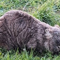 Vombatus ursinus (Common wombat, Bare-nosed Wombat) at Marshall Mount, NSW - 25 Jun 2023 by bereccad