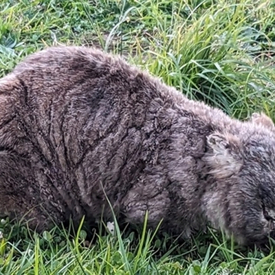 Vombatus ursinus (Common wombat, Bare-nosed Wombat) at Marshall Mount, NSW - 25 Jun 2023 by bereccad
