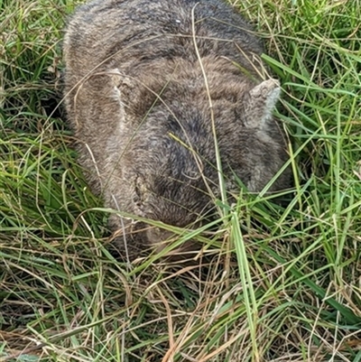 Vombatus ursinus (Common wombat, Bare-nosed Wombat) at Jamberoo, NSW - 12 Jun 2023 by bereccad