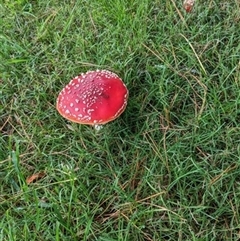 Amanita muscaria (Fly Agaric) at Robertson, NSW - 23 Apr 2023 by bereccad