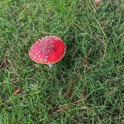 Amanita muscaria (Fly Agaric) at Robertson, NSW - 23 Apr 2023 by bereccad