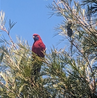 Platycercus elegans (Crimson Rosella) at Kanahooka, NSW - 6 Dec 2023 by bereccad