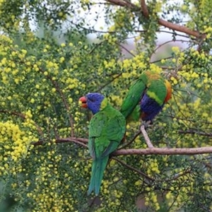 Trichoglossus moluccanus (Rainbow Lorikeet) at Kanahooka, NSW - 12 Aug 2022 by bereccad
