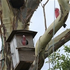 Eolophus roseicapilla (Galah) at Kanahooka, NSW - 27 Nov 2022 by bereccad
