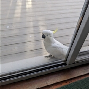 Cacatua galerita (Sulphur-crested Cockatoo) at Kanahooka, NSW - 30 Aug 2023 by bereccad