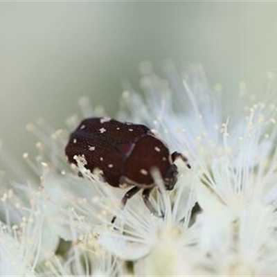 Glycyphana (Genus) (Flower Beetle) at Kanahooka, NSW - 22 Jan 2022 by bereccad