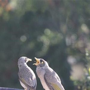 Manorina melanocephala (Noisy Miner) at Kanahooka, NSW - 16 Nov 2021 by bereccad