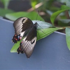 Papilio aegeus (Orchard Swallowtail, Large Citrus Butterfly) at Kanahooka, NSW - 18 Dec 2021 by bereccad