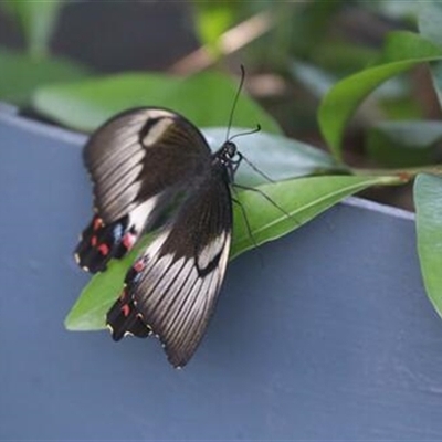 Papilio aegeus (Orchard Swallowtail, Large Citrus Butterfly) at Kanahooka, NSW - 18 Dec 2021 by bereccad