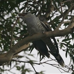 Scythrops novaehollandiae (Channel-billed Cuckoo) at Kanahooka, NSW - 19 Jan 2022 by bereccad
