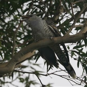Scythrops novaehollandiae (Channel-billed Cuckoo) at Kanahooka, NSW - 19 Jan 2022 by bereccad