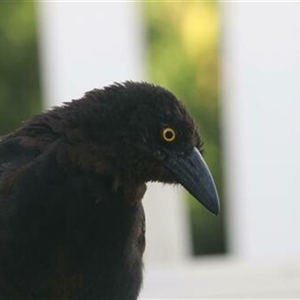Strepera graculina at Kanahooka, NSW - 14 Jan 2022 12:00 AM