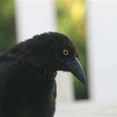 Strepera graculina (Pied Currawong) at Kanahooka, NSW - 14 Jan 2022 by bereccad