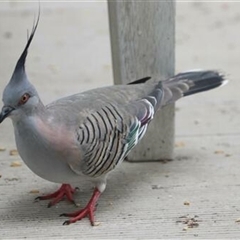 Ocyphaps lophotes (Crested Pigeon) at Kanahooka, NSW - 15 Jan 2022 by bereccad