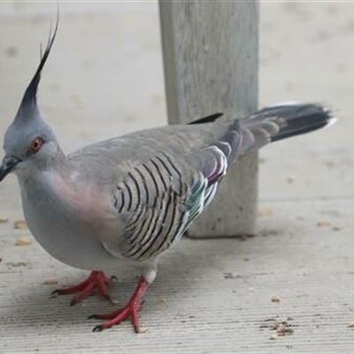 Ocyphaps lophotes (Crested Pigeon) at Kanahooka, NSW - 15 Jan 2022 by bereccad