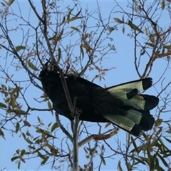 Zanda funerea (Yellow-tailed Black-Cockatoo) at Kanahooka, NSW - 15 May 2023 by bereccad