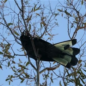 Zanda funerea (Yellow-tailed Black-Cockatoo) at Kanahooka, NSW - 15 May 2023 by bereccad