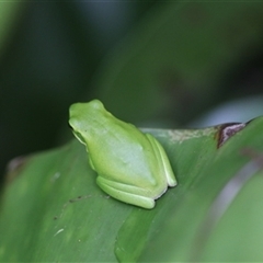 Litoria verreauxii verreauxii at Kanahooka, NSW - 26 Dec 2023 by bereccad