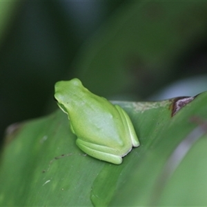 Litoria verreauxii verreauxii at Kanahooka, NSW - 26 Dec 2023 by bereccad