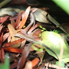 Lampropholis delicata at Kanahooka, NSW - 26 Dec 2023 by bereccad