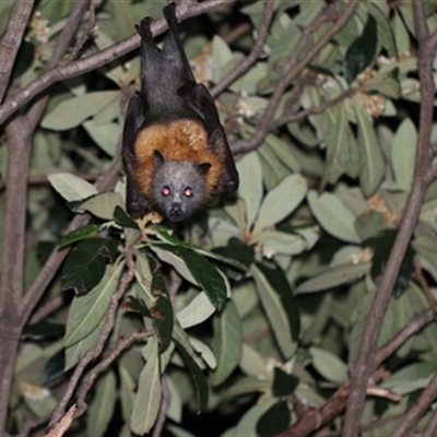 Pteropus poliocephalus (Grey-headed Flying-fox) at Kanahooka, NSW - 2 Sep 2020 by bereccad