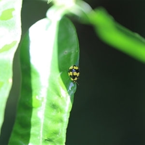 Illeis galbula at Kanahooka, NSW - 26 Dec 2023 by bereccad