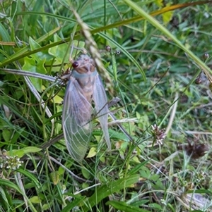 Psaltoda sp. (genus) at Jamberoo, NSW - 4 Dec 2022 by bereccad