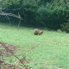 Vombatus ursinus (Common wombat, Bare-nosed Wombat) at Yellow Rock Ridge, NSW - 22 Sep 2022 by bereccad