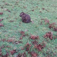 Vombatus ursinus (Common wombat, Bare-nosed Wombat) at Yellow Rock Ridge, NSW - 22 Sep 2022 by bereccad