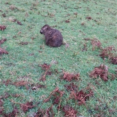 Vombatus ursinus (Common wombat, Bare-nosed Wombat) at Yellow Rock Ridge, NSW - 22 Sep 2022 by bereccad