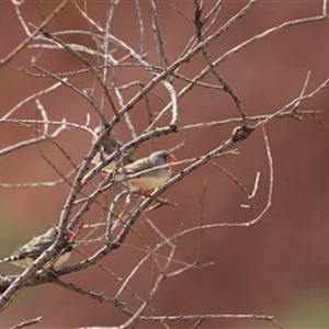 Taeniopygia guttata at Petermann, NT - 7 Sep 2022 by bereccad
